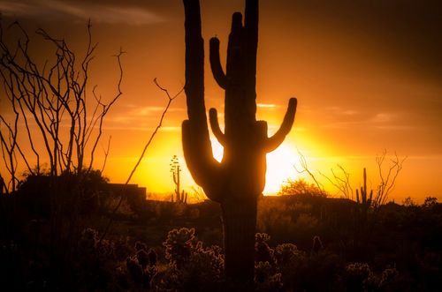 grafted cactus 2.5